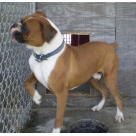 Boxer Breeders