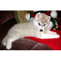 Siberian Husky Breeder in Shelby Township, Michigan