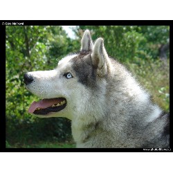 Siberian Husky breeder in Michigan picture 2