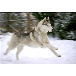 Siberian Husky in Michigan