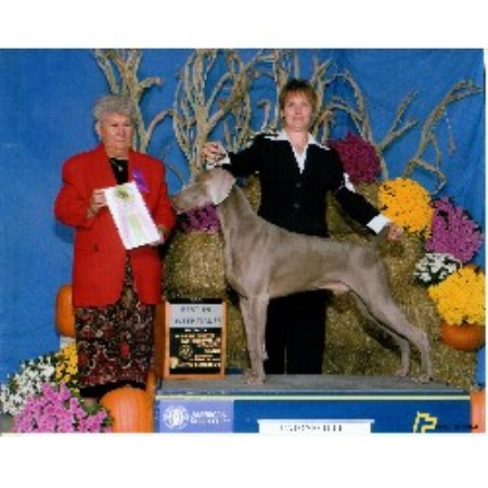 Weimaraner Breeder in Bayville, New Jersey