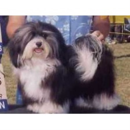 Havanese breeder in Dewey Arizona