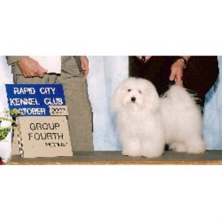 Havanese breeder in Arizona picture 2