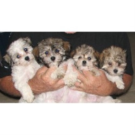 havanese rescue az janizona havanese breeder in arizona listing id havanese rescue az janizona havanese breeder in arizona listing id