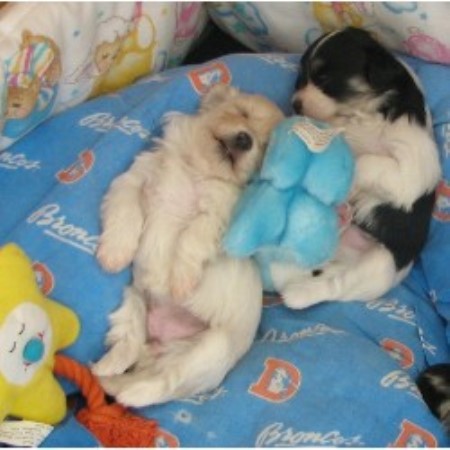 Havanese in Arizona picture 2