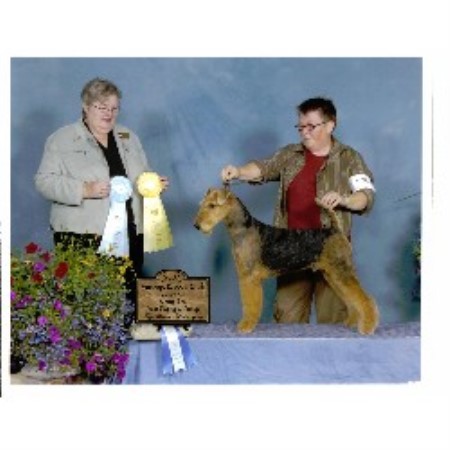 Airedale Terrier breeder in Manitoba picture 2