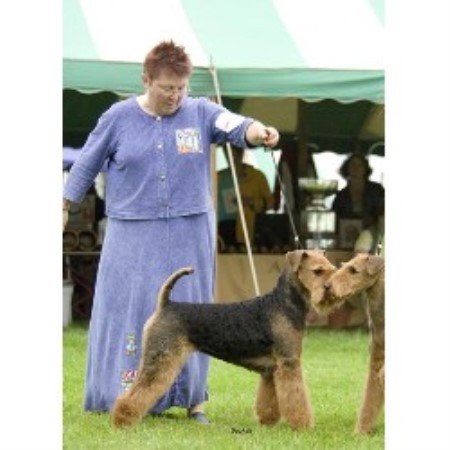 Airedale Terrier breeder in St Andrews Manitoba