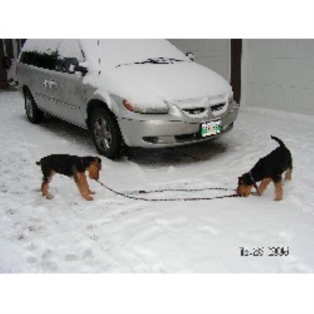 Airedale Terrier in Manitoba