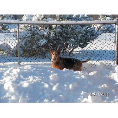 Airedale Terrier in Manitoba picture 2