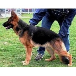 V Gigi von Jagenstadt Schh1 Kkl1a