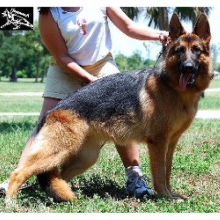GSD,Alsatian in Florida