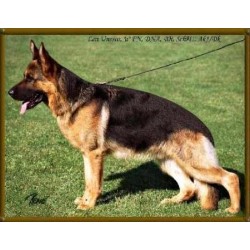 German Shepherd Dog breeder in Boca Raton Florida