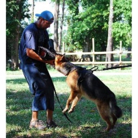 GSD,Alsatian in Florida picture 2