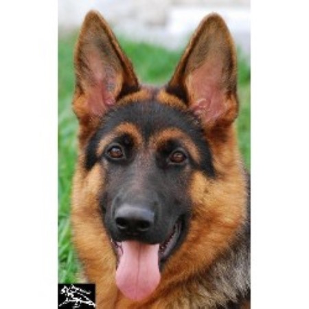 GSD,Alsatian breeder in Florida picture 2