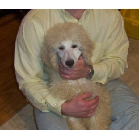 standard poodle puppies for sale florida standard poodle puppies for sale in florida standard poodle puppies for sale florida standard poodle puppies for sale in florida