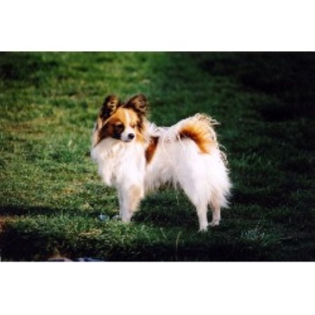 Papillon Breeder in Sumas, Washington