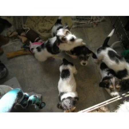 Petit Basset Griffon Vendeen Breeder in Charles City, Iowa