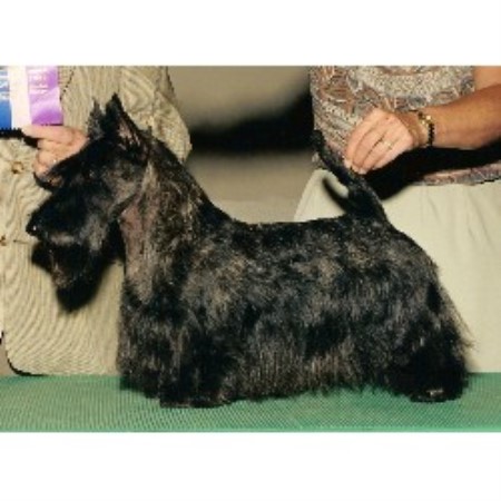 Brindle Scottish Terrier
