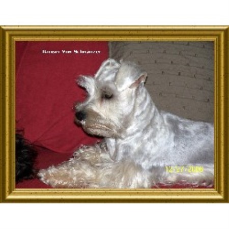 Miniature Schnauzer Breeder in Stockton, Alabama