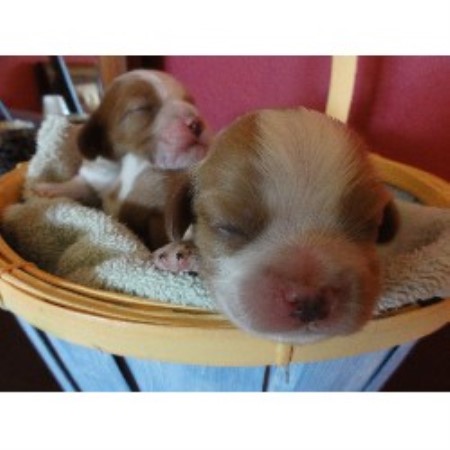 Cavalier King Charles Spaniel Breeder in Glendale, Arizona