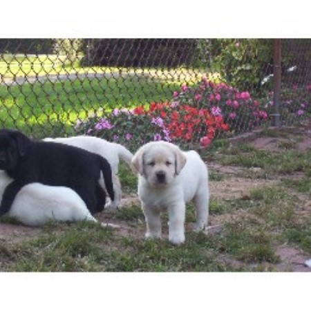 Lab in Ohio