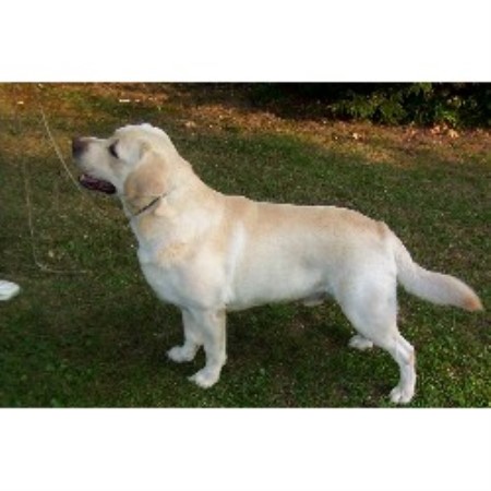 free puppies in western mass hausman labrador retriever breeder in ohio free puppies in western mass hausman labrador retriever breeder in ohio