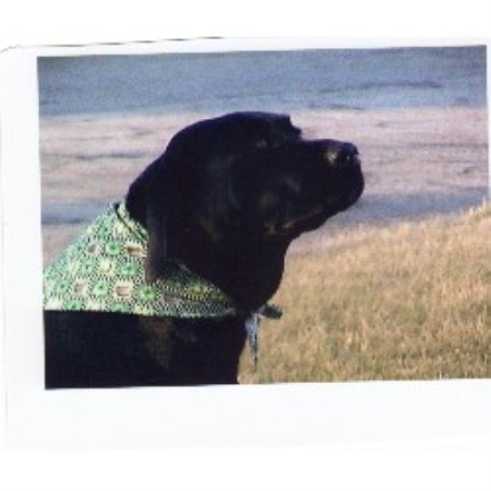 Lab breeder in Ohio picture 2