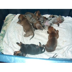 Doxie in Pennsylvania