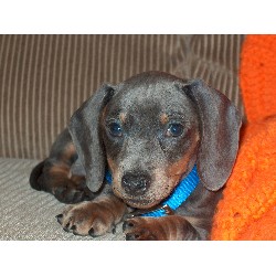 Dachshund breeder in Bangor Pennsylvania