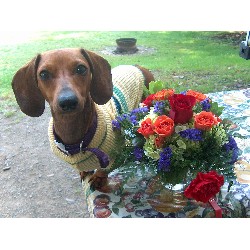 Dachshund Breeder in Bangor, Pennsylvania