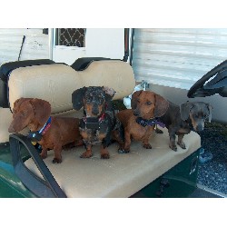 Doxie breeder in Pennsylvania picture 2