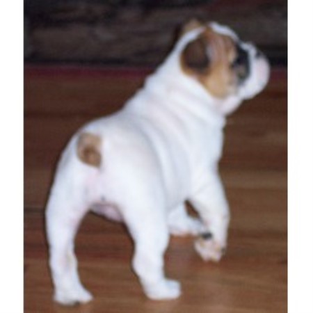 English Bulldog breeder in Corbin Kentucky