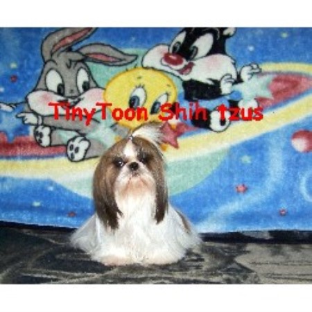 Shih Tzu Breeder in Willits, California