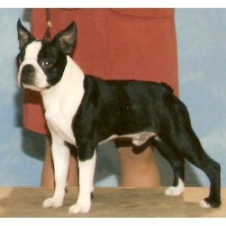 Boston Terrier Breeder in Cleveland, Texas