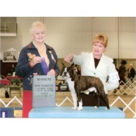 Boston Terrier breeder in Cleveland Texas