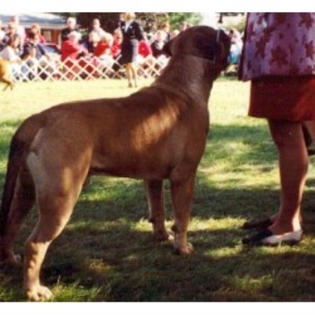 Bullmastiff competition dog