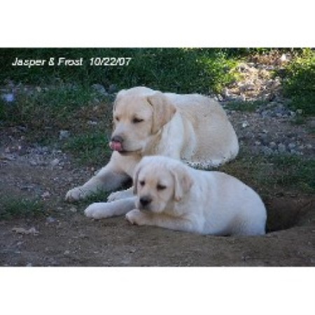 lab puppies for sale in maine mcderry labrador retrievers labrador retriever breeder in naples maine listing id lab puppies for sale in maine mcderry labrador retrievers labrador retriever breeder in naples maine listing id