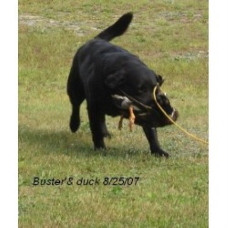 Lab in Maine