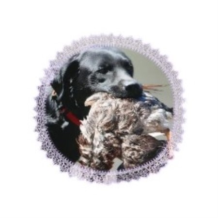 Lab breeder in Maine picture 2
