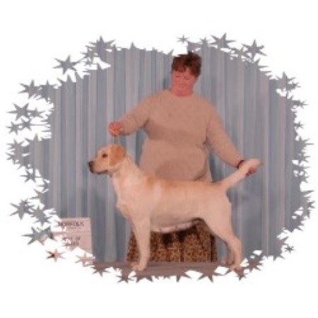 Labrador Retriever breeder in Naples Maine