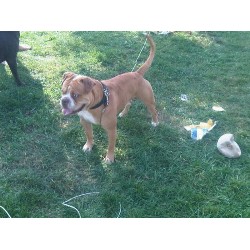 Alapaha Blue Blood Bulldog Stud in Ontario