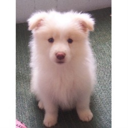 Border Collie breeder in Virginia picture 2