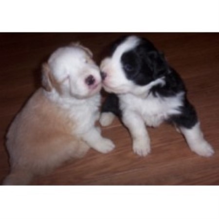 Border Collie in Virginia