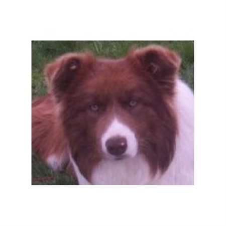 border collie puppies virginia peachy keen border collies border collie breeder in gloucester virginia border collie puppies virginia peachy keen border collies border collie breeder in gloucester virginia