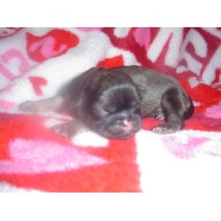 shih tzu puppies for sale mobile al aperfectshihtzu shih tzu breeder in mobile alabama 36604 freedoglistings id 9875 shih tzu puppies for sale mobile al aperfectshihtzu shih tzu breeder in mobile alabama 36604 freedoglistings id 9875
