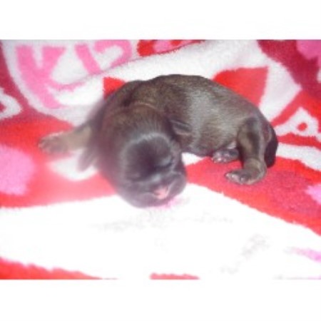 Shih Tzu breeder in Mobile Alabama