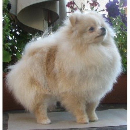 Pomeranian Breeder 9886