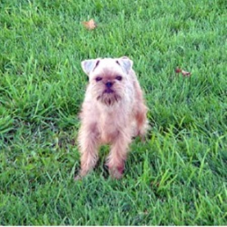Sire Frankie