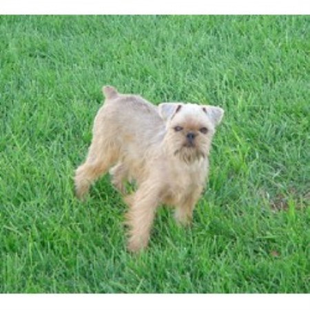 Brussels Griffon breeder in Middleville Michigan