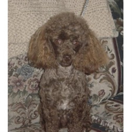 Poodle Toy breeder in Michigan picture 2